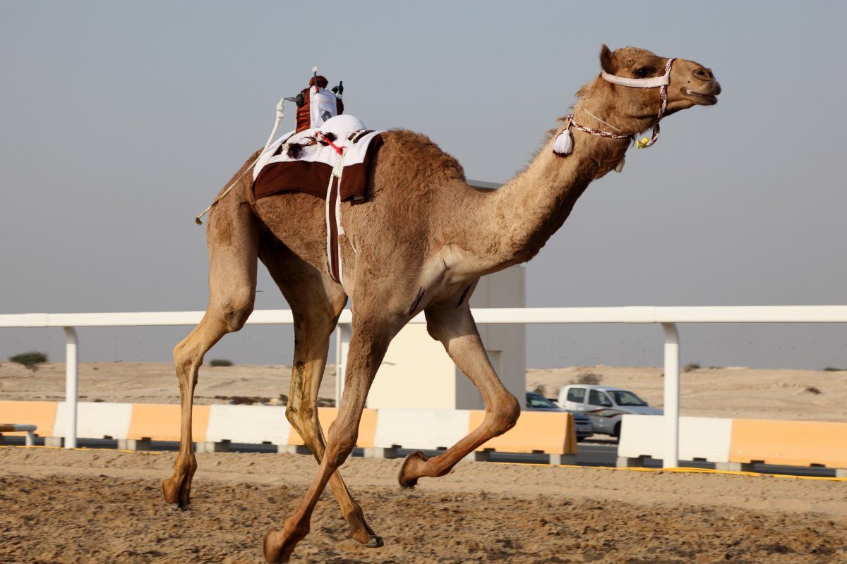 Traditional Camel Race Doha Qatar Middle