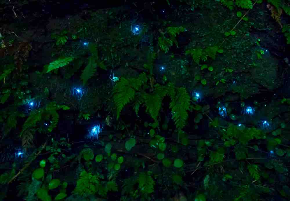 waitomo cave