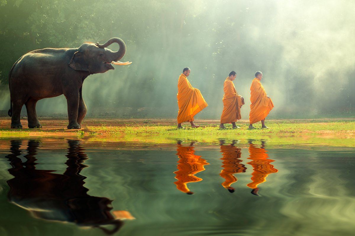 Young Elephant Monk Alms Round