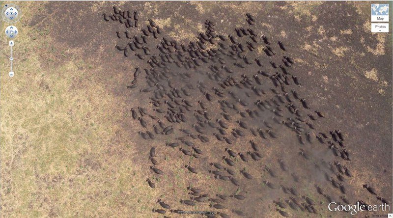 Buffalo