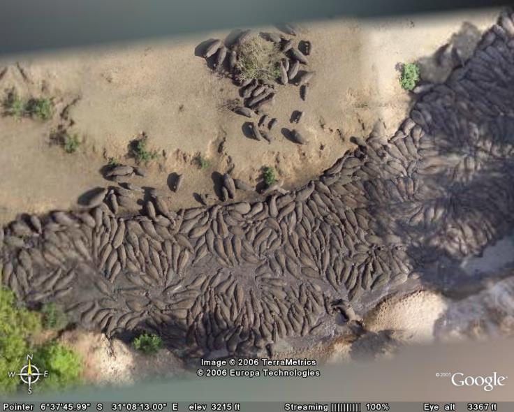 herd of hippos