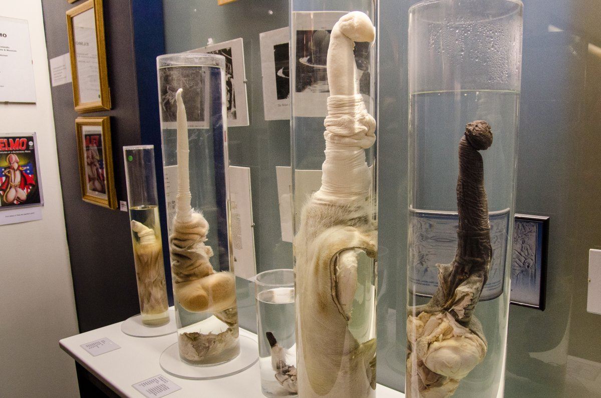 Icelandic Phallological Museum Reykjavik Iceland 7th