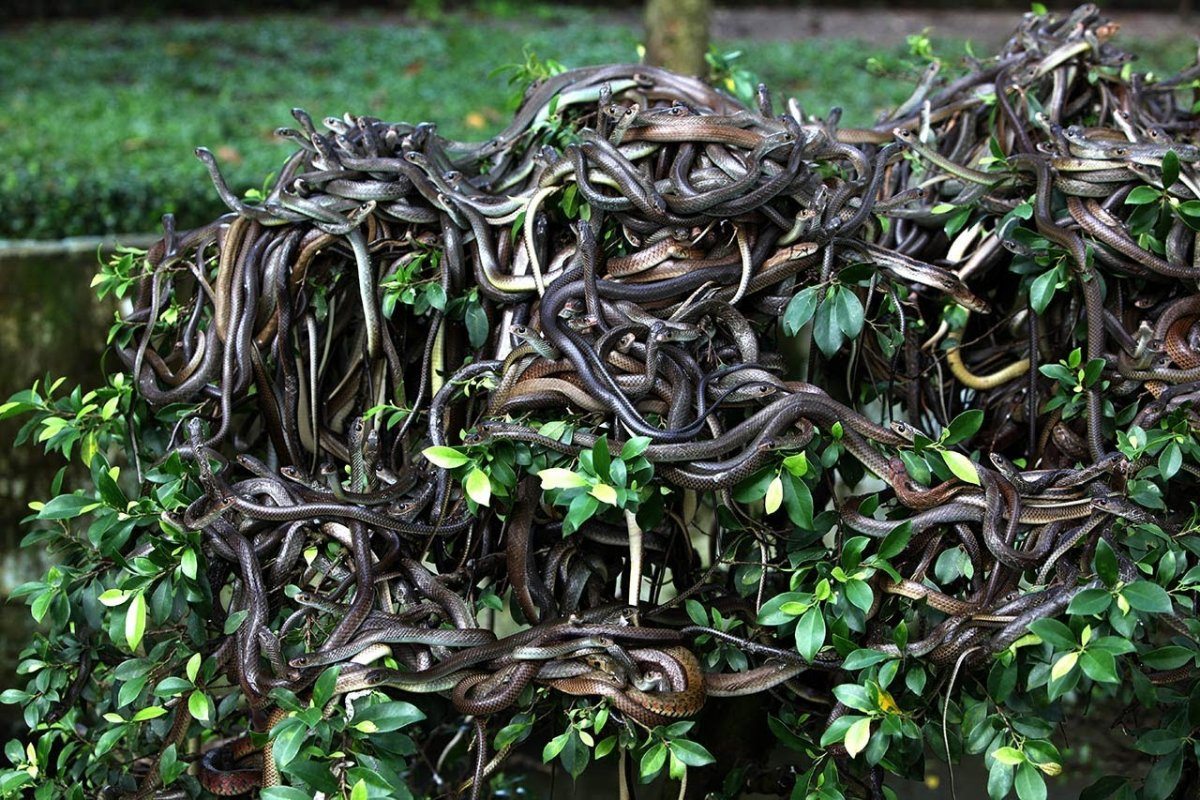 Snake Island