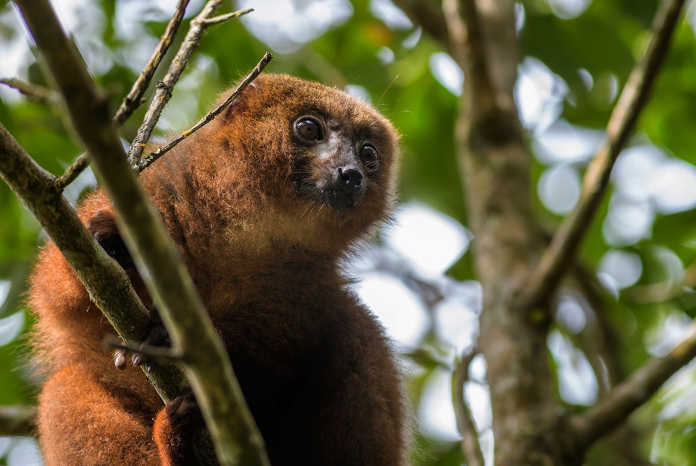andasibe national park