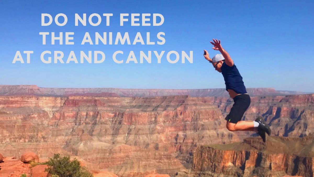 Do Not Feed (or save) Animals at the Grand Canyon
