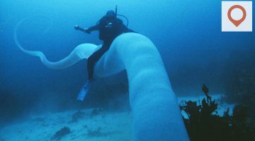 10 Crazy Sea Creatures And Where To Avoid Them