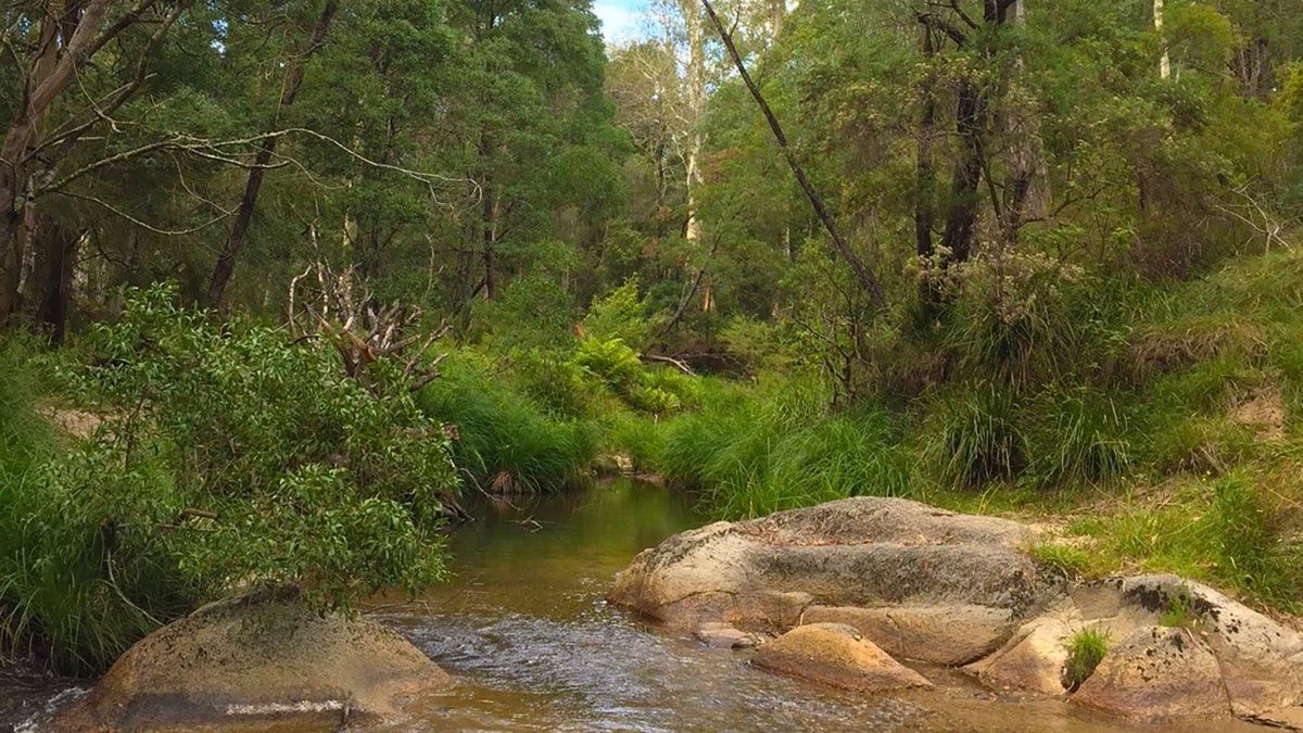 Errinundra National Park