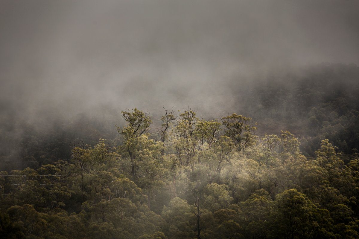 Clouds moving through trees in the Franklin-Gordon Wild Rivers National Park