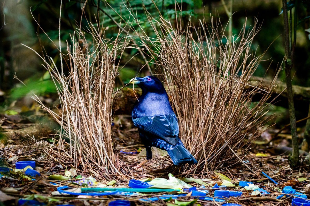 Satin Bowerbird sitting at his bower with collected blue objects