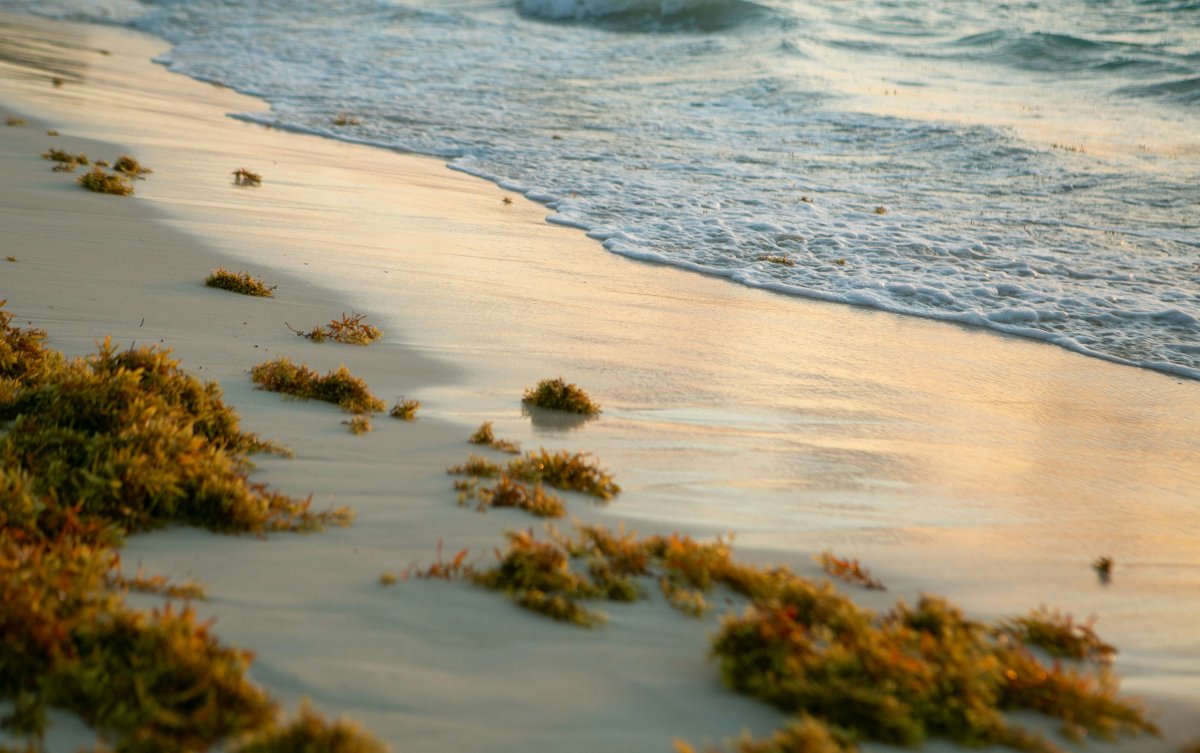 Sargassum 2026 update