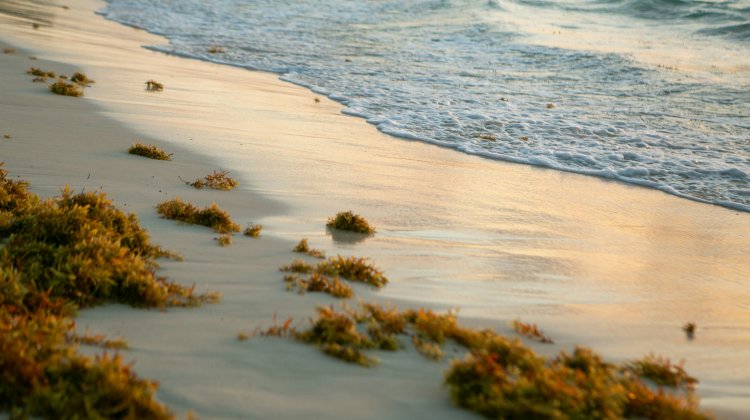 Sargassum 2026 update